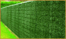 Искусственная зеленая изгородь (калифорнийский забор)