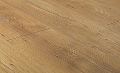 Lebanon Cedar