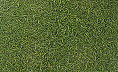 IVC Grass 025