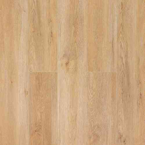 Дуб Монтара