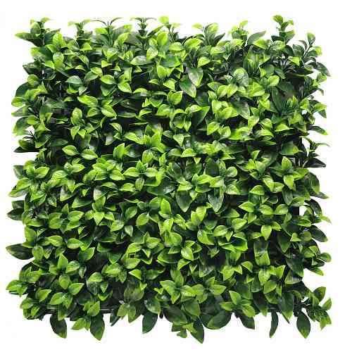 Gardenia 50 х 50
