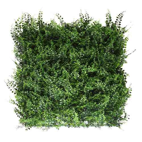 Fern Bracken 50 х 50