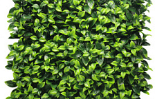 Premium Grass Gardenia 50 х 50                        