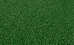 Grass 025