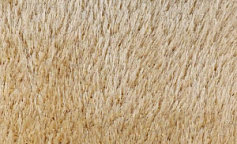 Oz Kaplan Defier 01800A cream