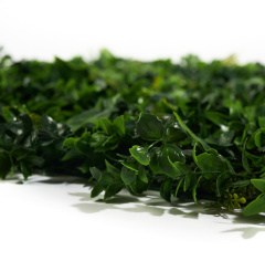 Premium Grass Tropic 50 х 50_6251847