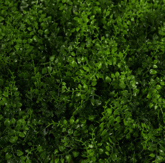 Premium Grass Fern Bracken 50 х 50_6251848
