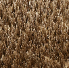 Oz Kaplan Defier 01800a mink_4832468