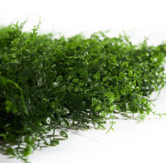 Premium Grass Fern Bracken 50 х 50_6251848