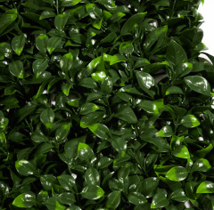 Premium Grass Gardenia 50 х 50_6251845