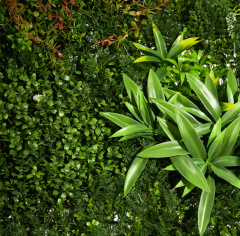 Premium Grass WildGrove 100 х 100_6251851