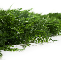 Premium Grass TropiFern 100 х 100_6251849