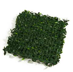 Premium Grass Gardenia 50 х 50_6251845