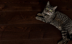 Amber Wood Ясень Кофе Браш Лак                        